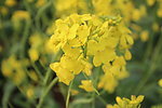 油菜花