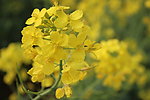 油菜花