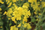 油菜花