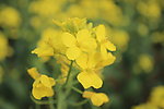 油菜花