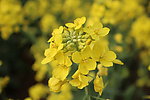 油菜花