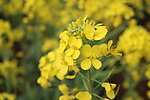 油菜花