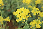 油菜花