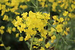 油菜花