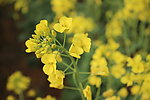 油菜花