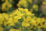 油菜花