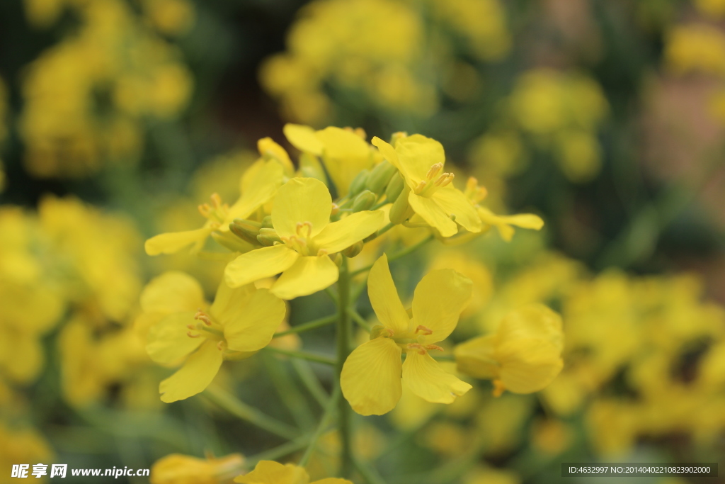 油菜花