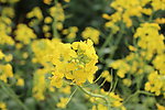 油菜花