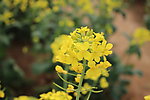 油菜花