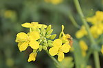 油菜花
