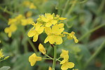 油菜花