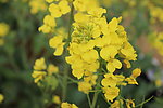 油菜花