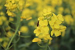油菜花