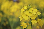 油菜花