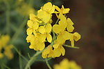 油菜花