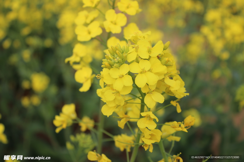 油菜花