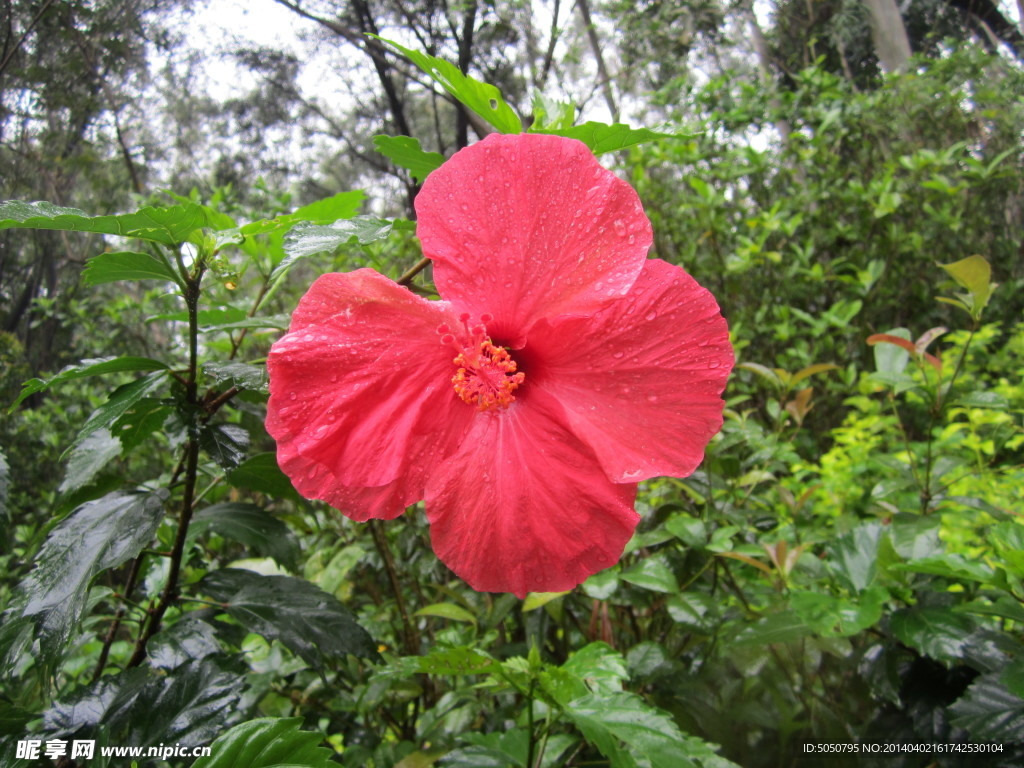 露打红花