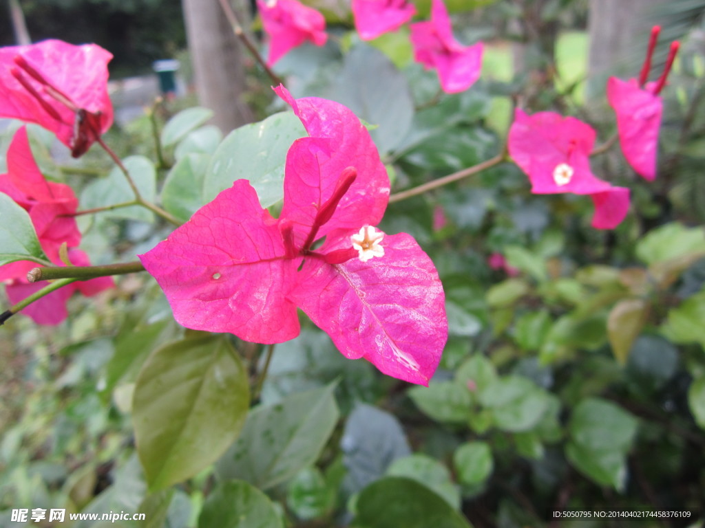 露打鲜花