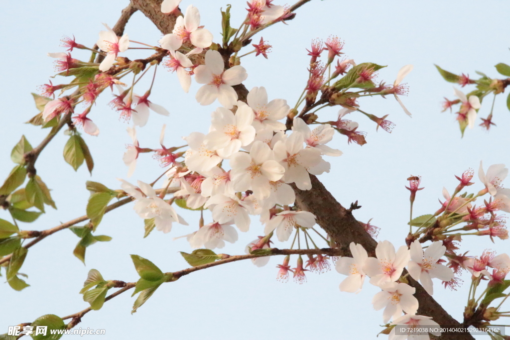 樱花