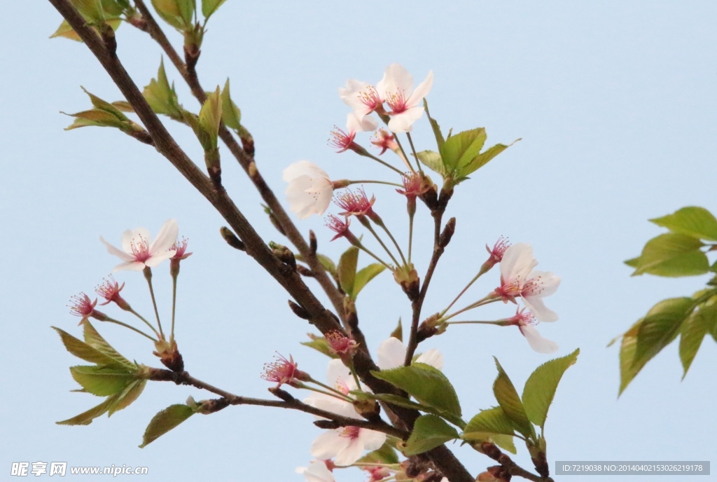 樱花