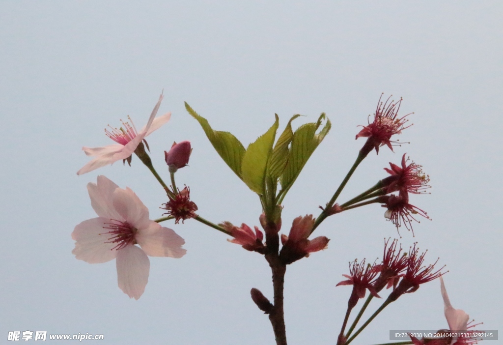 樱花