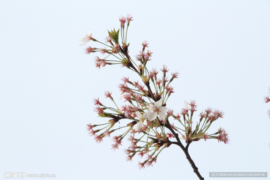 樱花
