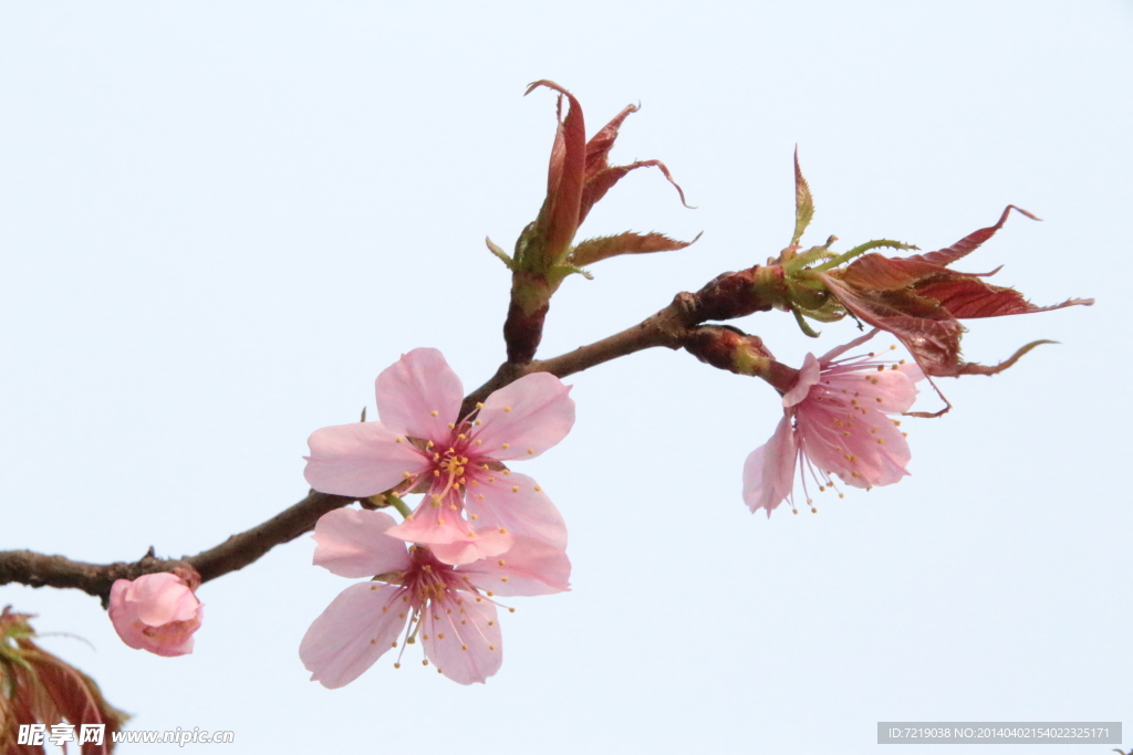 樱花