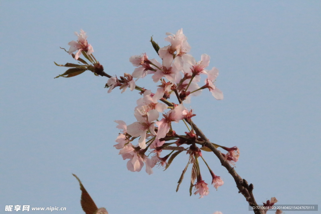 樱花