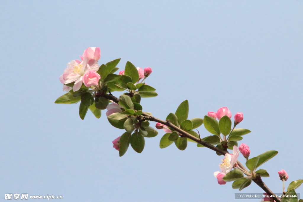 海棠花
