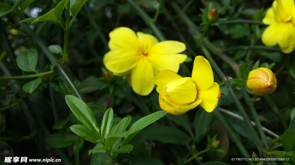 迎春花