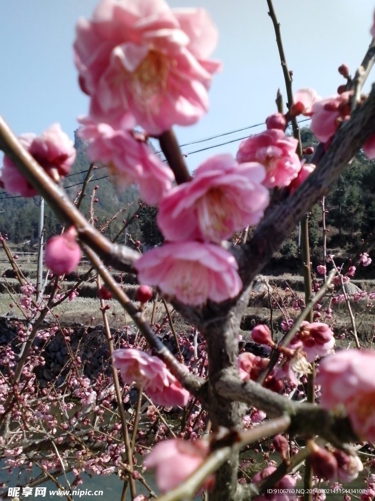 梅花