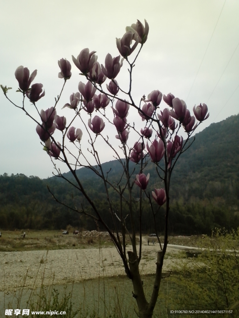 玉兰花