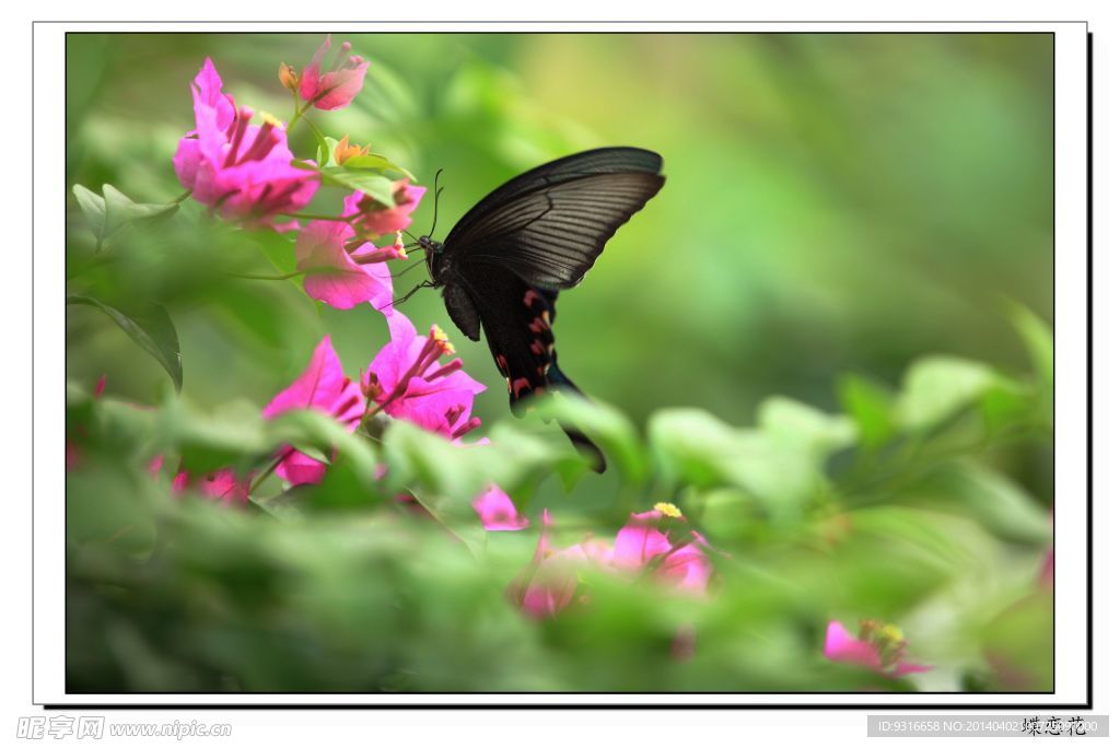 蝶恋花