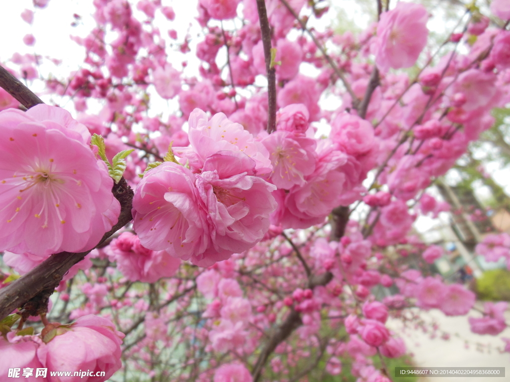 碧桃花