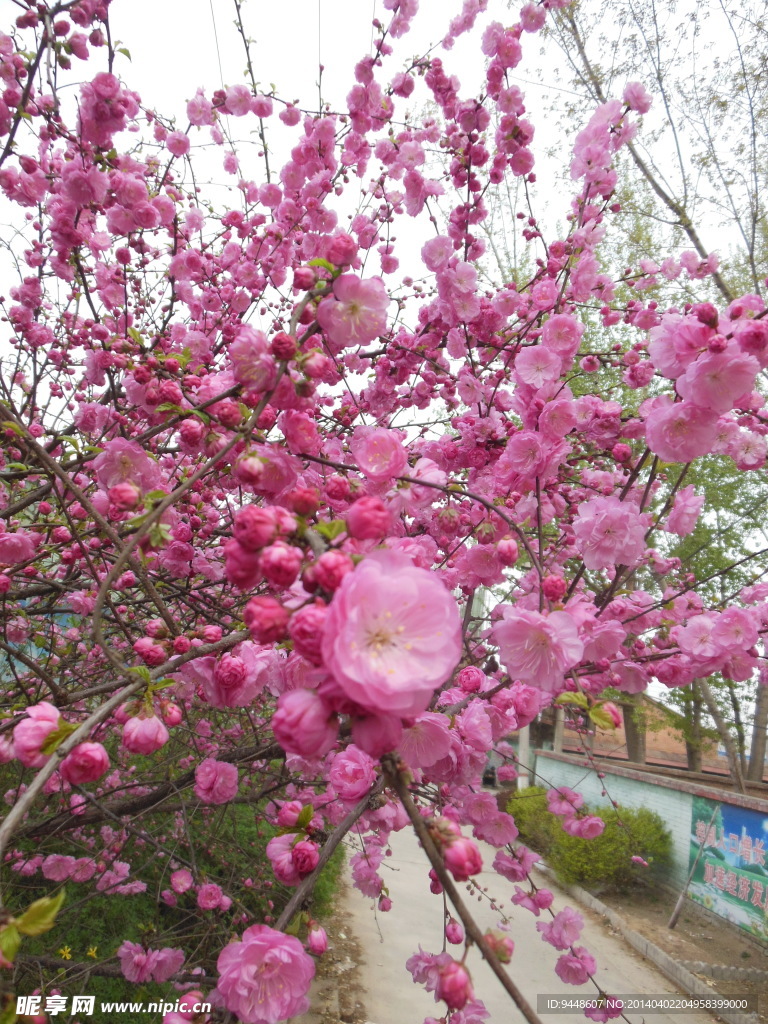 碧桃