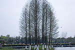 湖中松树
