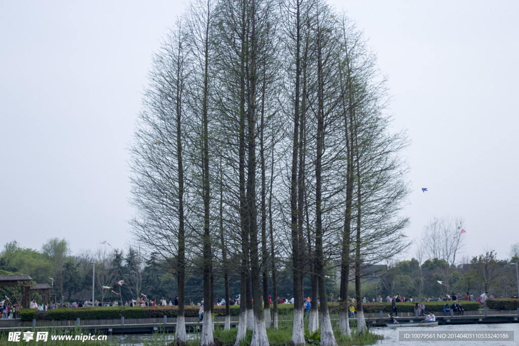 湖中松树