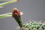 仙人掌花