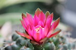 仙人掌花