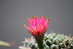仙人掌花