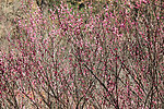 片山梅花