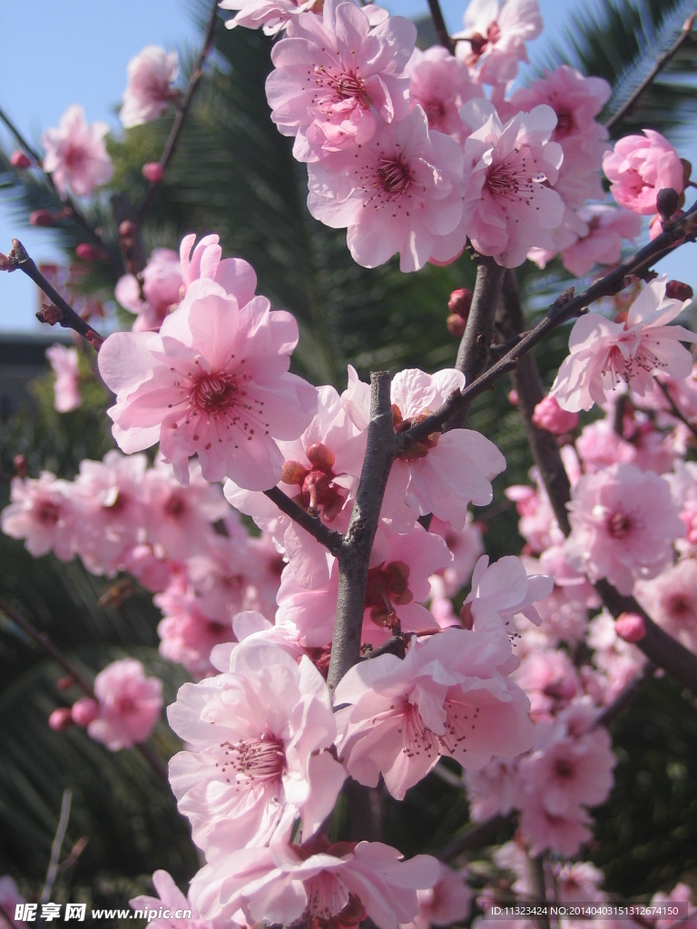 粉色梅花