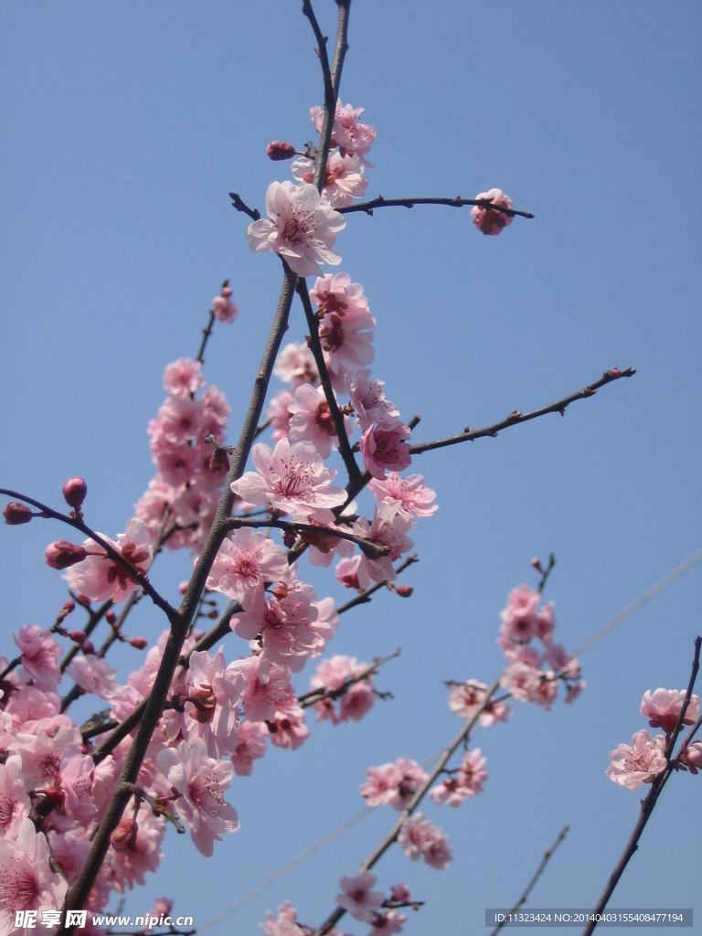 梅花枝