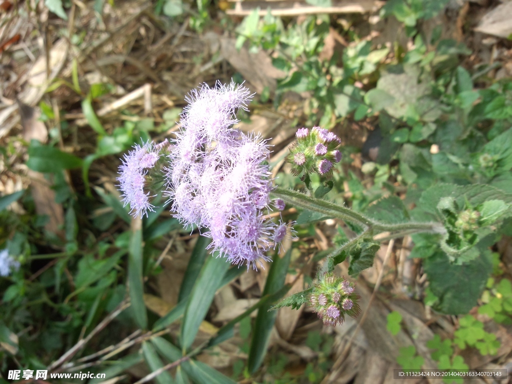 小花