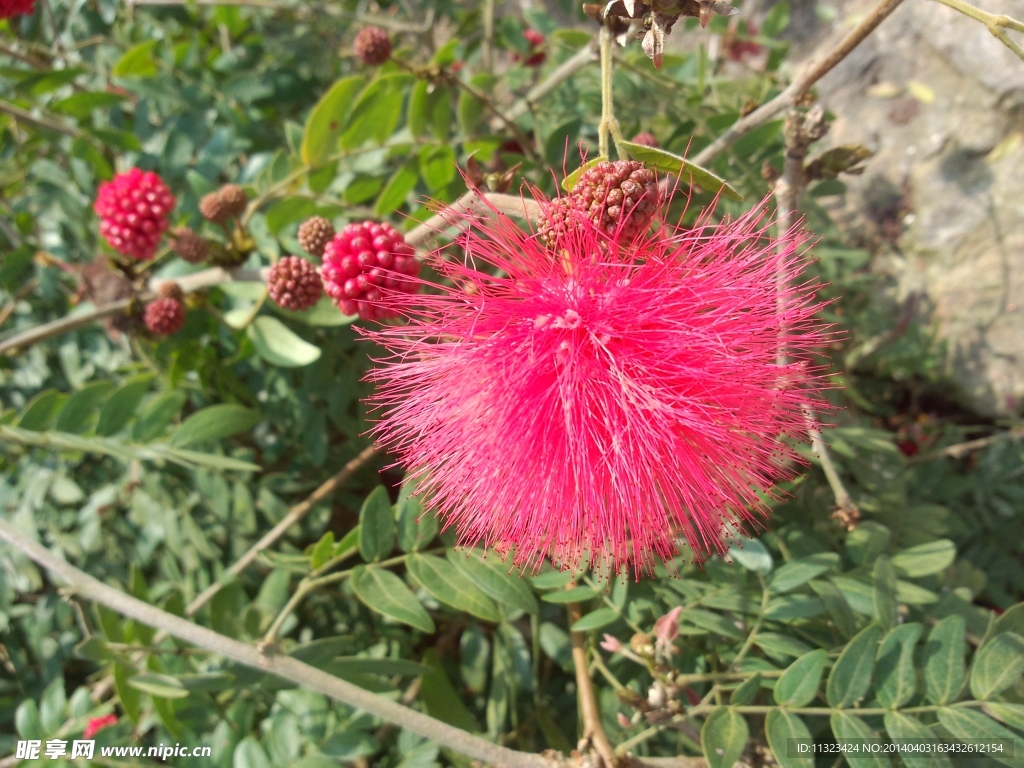 小花