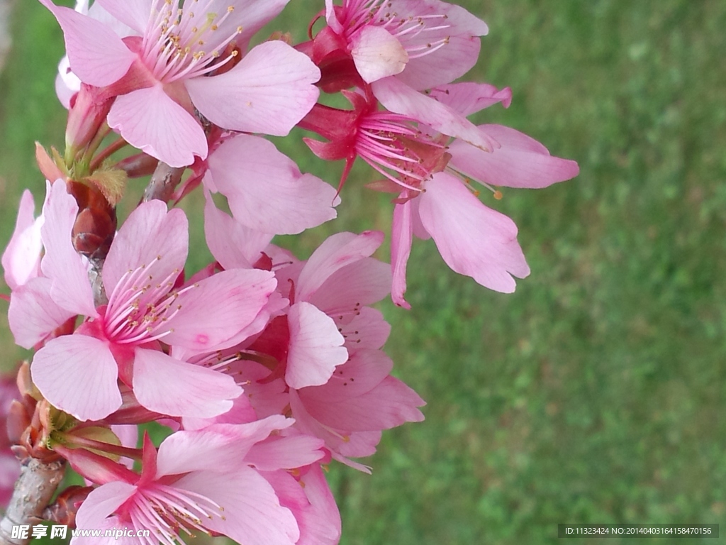 樱花