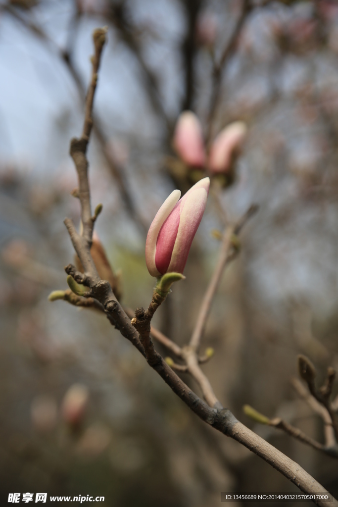 玉兰花