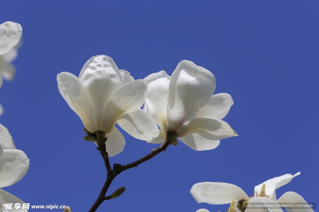 玉兰花
