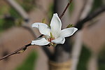玉兰花