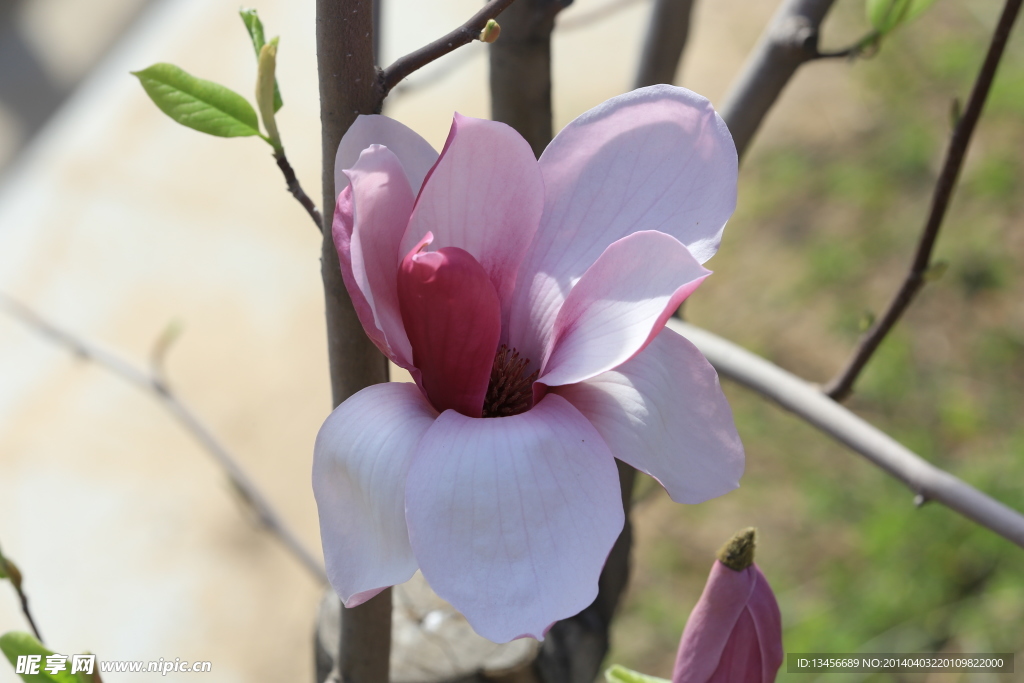 玉兰花